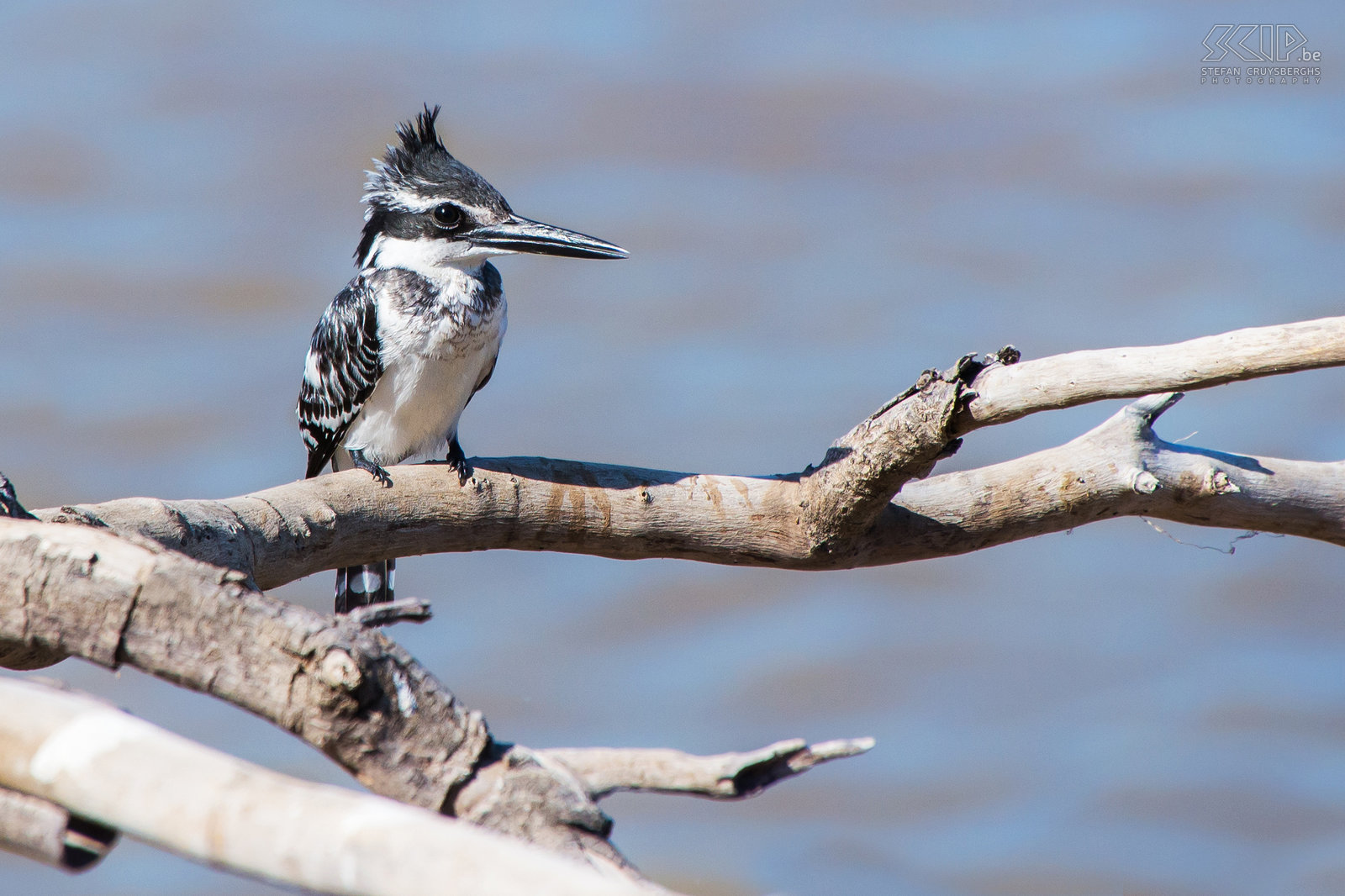 South Luangwa - Pied kingfisher The pied kingfisher (Ceryle rudis) has a black and white plumage. Stefan Cruysberghs